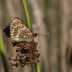Melitaea parthenoides