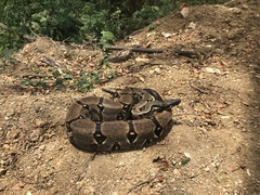 Boa constrictor constrictor