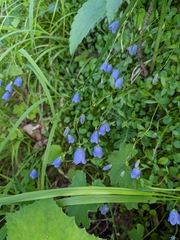 Campanula cochleariifolia