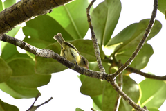 Vireo latimeri
