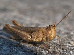 Chorthippus dorsatus