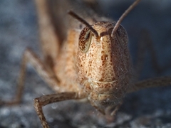 Chorthippus dorsatus