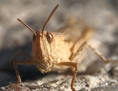 Chorthippus dorsatus