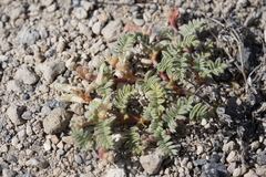 Astragalus monoensis