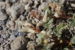Astragalus monoensis