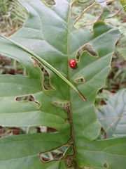 Plagiodera punctigera