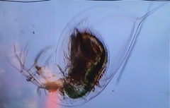 Daphnia longispina