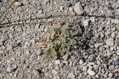 Astragalus monoensis