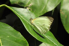 Ganyra phaloe