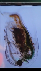 Daphnia longispina