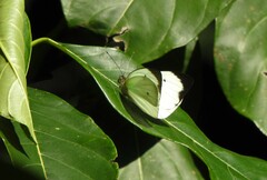 Ganyra phaloe