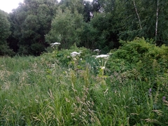Heracleum sosnowskyi
