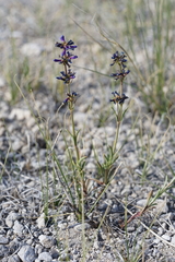 Penstemon cinicola
