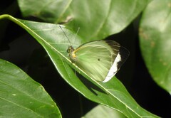 Ganyra phaloe