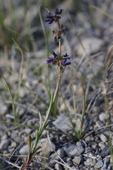 Penstemon cinicola