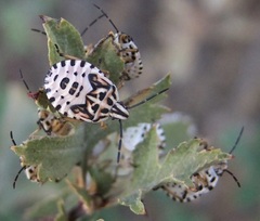 Codophila varia