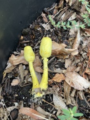 Leucocoprinus birnbaumii image
