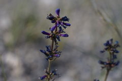 Penstemon cinicola