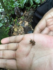 Pristimantis labiosus