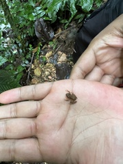 Pristimantis labiosus