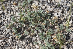 Astragalus monoensis