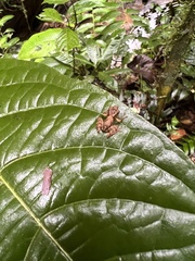 Pristimantis labiosus