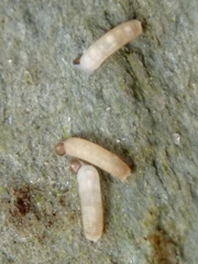 Caecum californicum