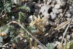 Astragalus monoensis