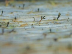 Microcalicium ahlneri