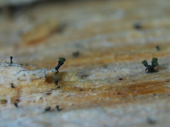 Microcalicium ahlneri