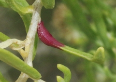 Protaplonyx sarcobati