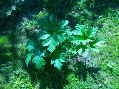 Heracleum sosnowskyi