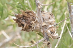 Halodiplosis sarcobati