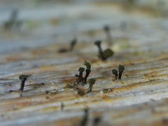 Microcalicium ahlneri