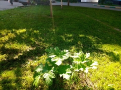 Heracleum sosnowskyi