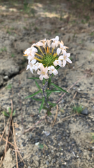 Collomia grandiflora