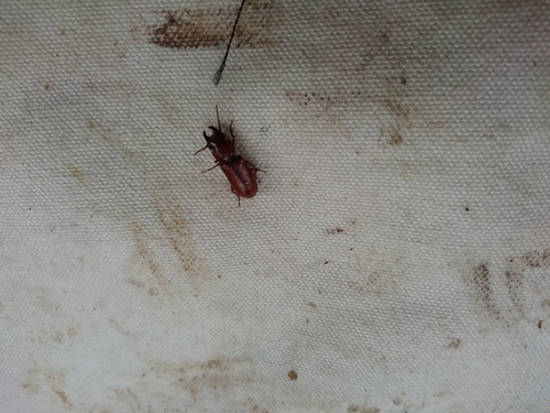 Parandra angulicollis
