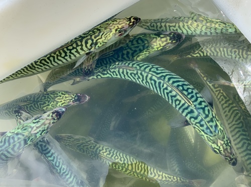 Photo of Atlantic mackerel (Scomber scombrus)