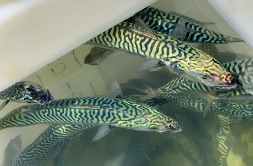 Photo of Atlantic mackerel (Scomber scombrus)