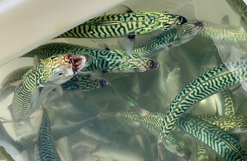 Photo of Atlantic mackerel (Scomber scombrus)