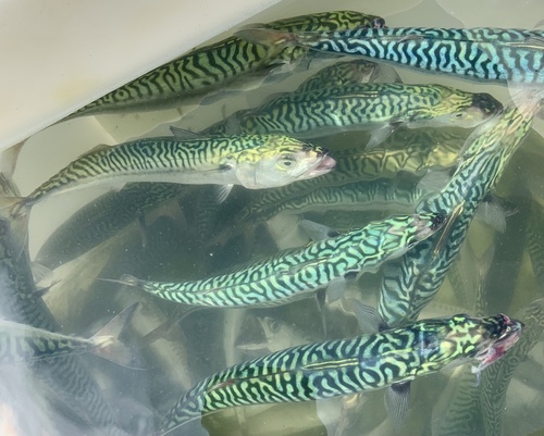 Atlantic mackerel (Scomber scombrus) — Scombridae — 2