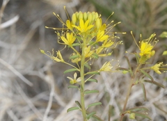 Cleomella plocasperma