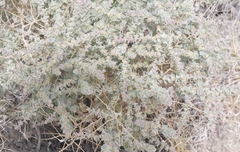 Atriplex parryi