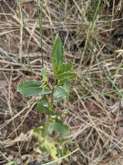 Grindelia subalpina