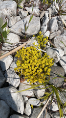 Sedum acre