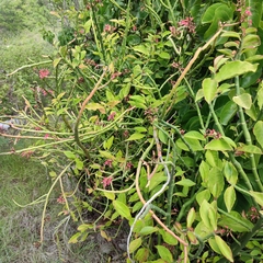 Euphorbia tithymaloides