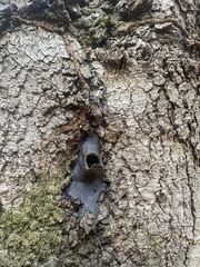 Scaptotrigona postica