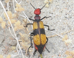 Tegrodera latecincta