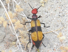Tegrodera latecincta