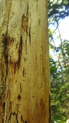 Microcalicium ahlneri